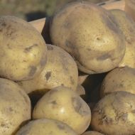 Насіннєва картопля Лусінда